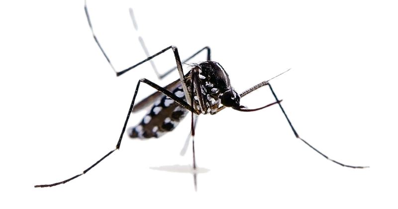 La Malaria - Conoscerla meglio