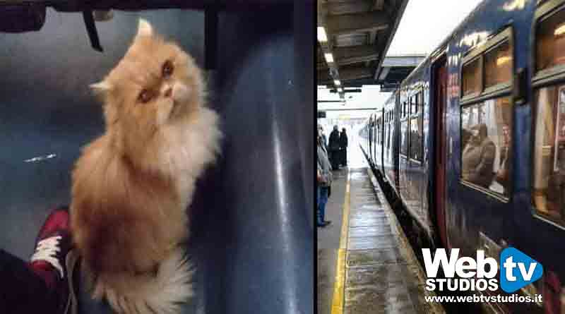 Foto 1 - Il gatto Grisù esce dal trasportino sul treno Lecce-Torino, il controllore lo fa scendere a Pescara: è stato ritrovato