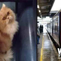 Foto 1 - Il gatto Grisù esce dal trasportino sul treno Lecce-Torino, il controllore lo fa scendere a Pescara: è stato ritrovato