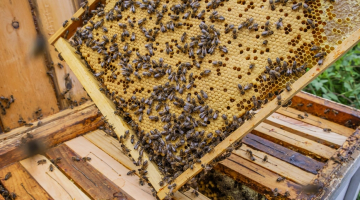 Dal mondo delle api riceviamo e volentieri diffondiamo: Il nostro vademecum per proteggere …tutti noi