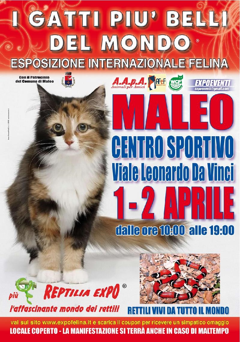 I Gatti Più Belli del Mondo e i Rettili più Affascinanti in mostra al Palazzetto dello Sport di MALEO (LO) -- 1 e 2  Aprile