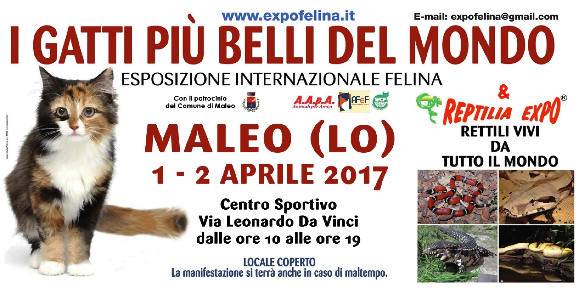 Foto 3 - I Gatti Più Belli del Mondo e i Rettili più Affascinanti in mostra al Palazzetto dello Sport di MALEO (LO) -- 1 e 2  Aprile