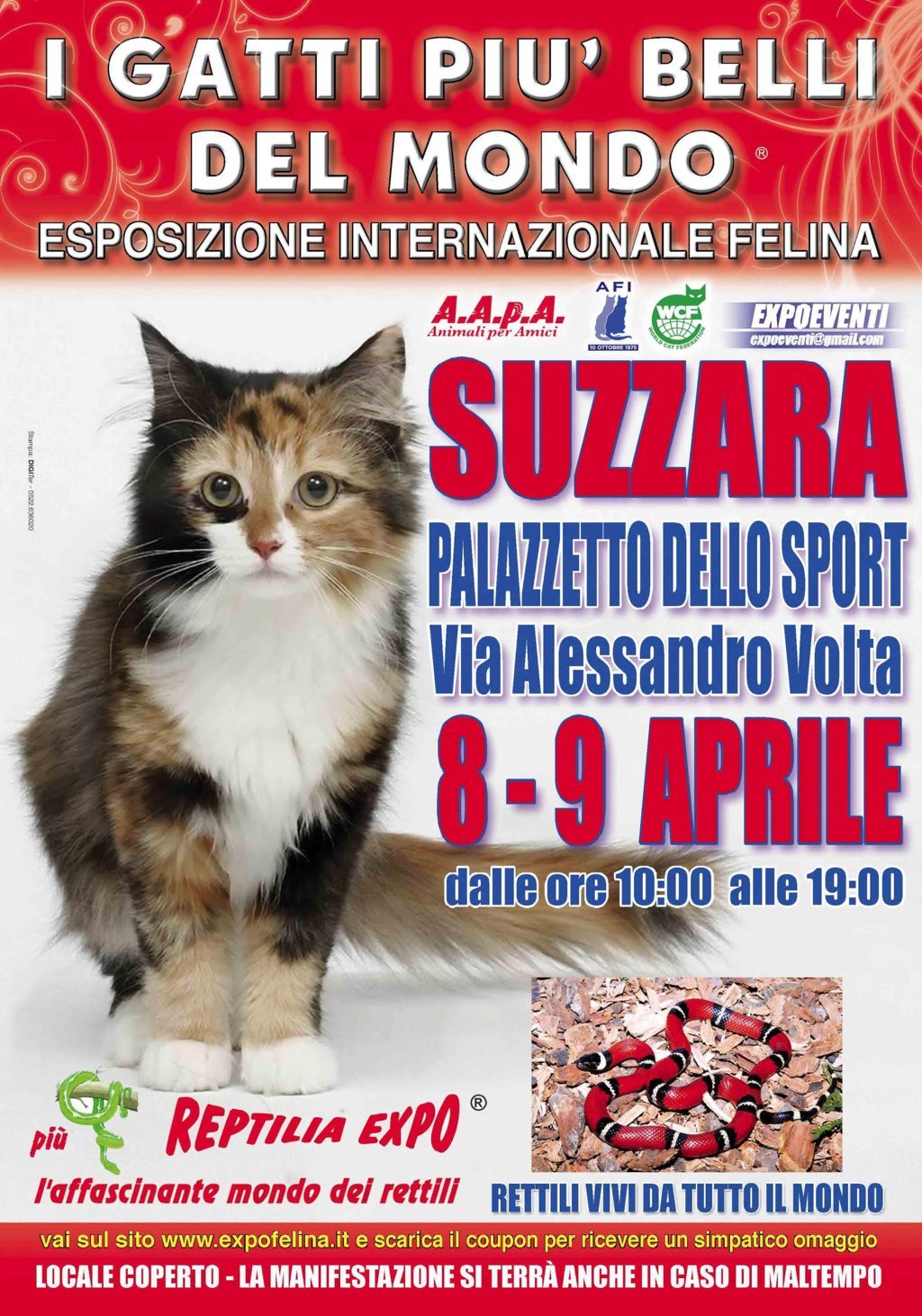 Foto 1 - I Gatti Più Belli del Mondo e i Rettili più Affascinanti in mostra al Palazzetto dello Sport di SUZZARA (MN) -- 8 e 9 Aprile