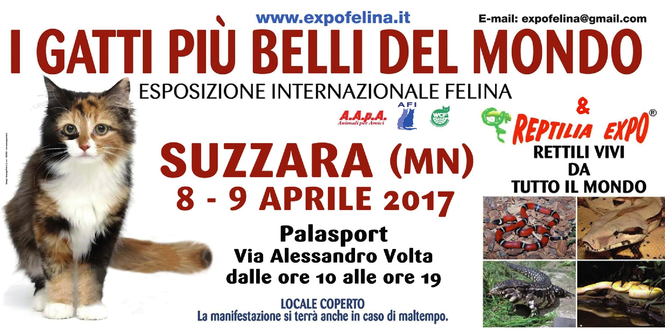 Foto 2 - I Gatti Più Belli del Mondo e i Rettili più Affascinanti in mostra al Palazzetto dello Sport di SUZZARA (MN) -- 8 e 9 Aprile