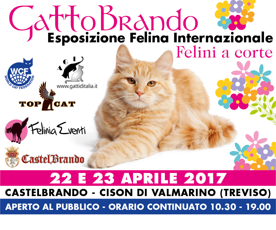Foto 1 - Gattobrando Felini a Corte - Esposizione Felina Internazionale
