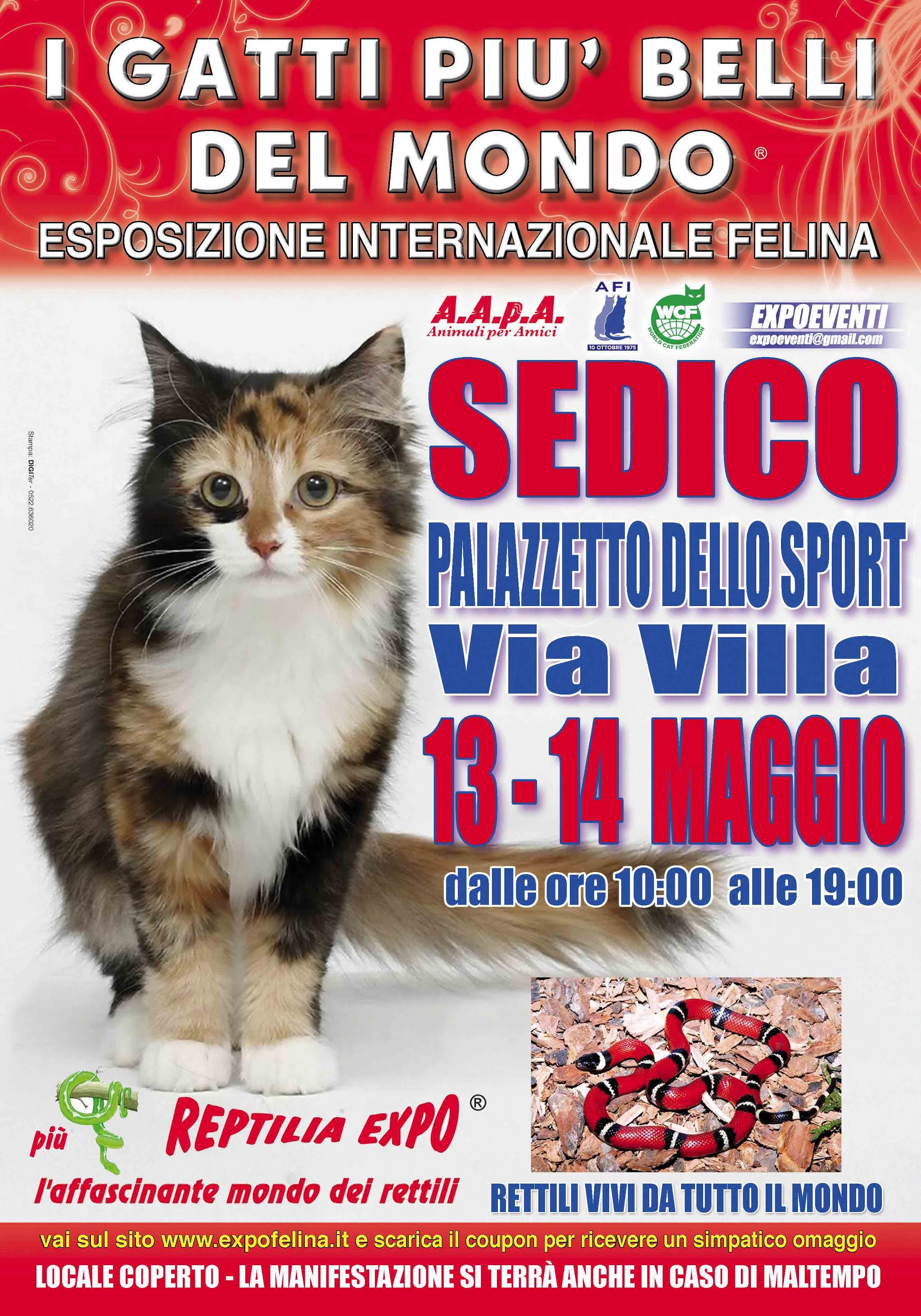 I GATTI PIU' BELLI DEL MONDO in passerella a SEDICO (Belluno) nell'Esposizione Internazionale Felina