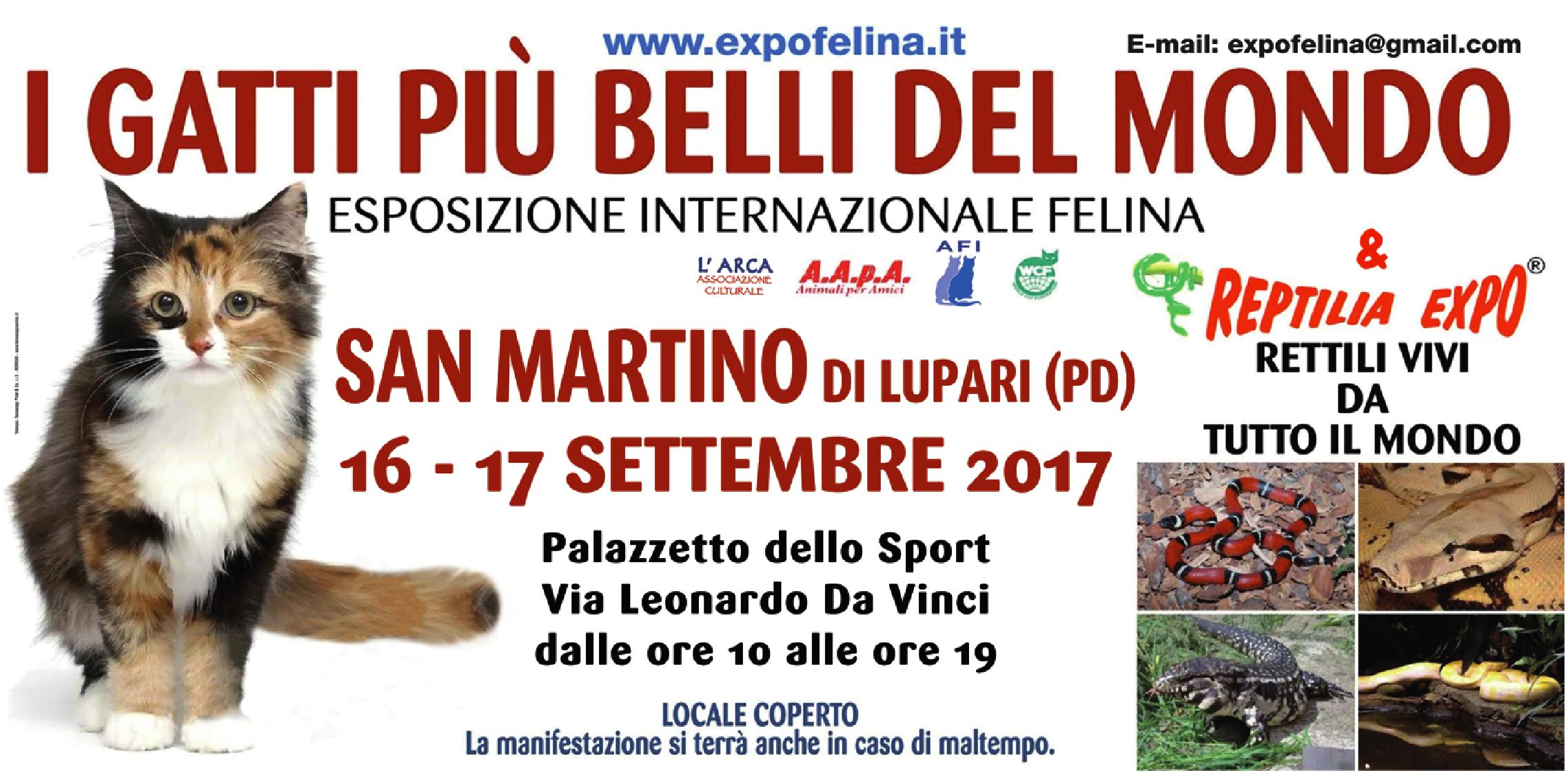 Foto 2 - SAN MARTINO DI LUPARI (Padova) ospiterà I Gatti Più Belli del Mondo e i Rettili più Affascinanti della Terra.
