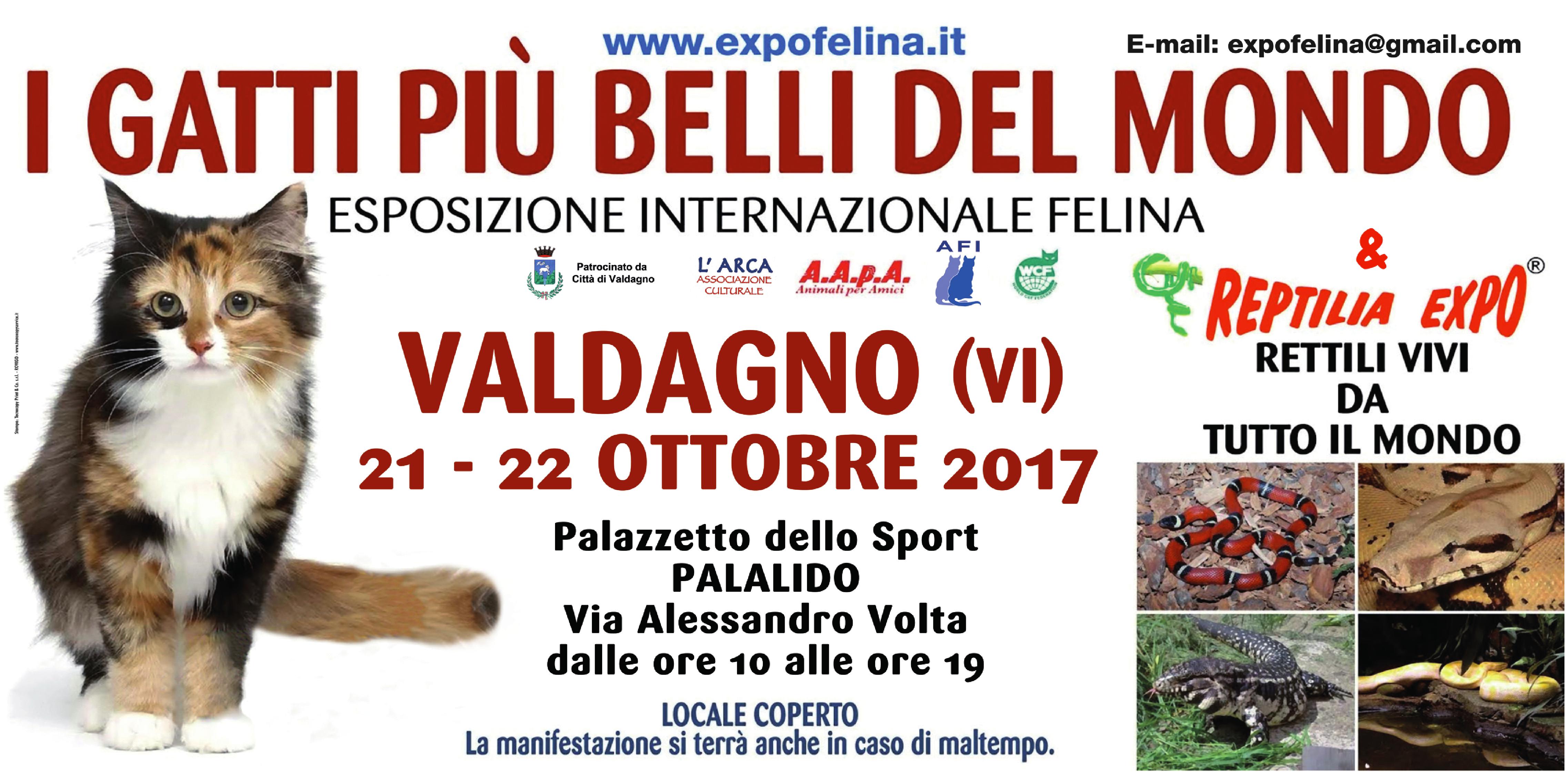 Foto 2 - I GATTI PIU' BELLI DEL MONDO al PalaLido di VALDAGNO - Esposizione Internazionale Felina