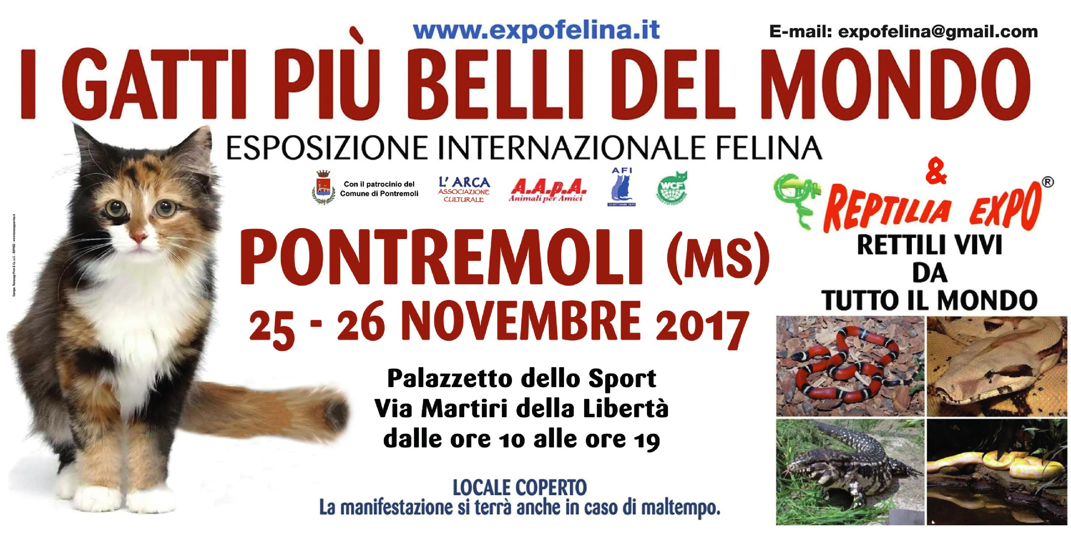 Foto 1 - Sabato 25 e domenica 26 Novembre il Palazzetto dello Sport di PONTREMOLI (Ms) ospiterà  I Gatti Più Belli del Mondo e i Rettili più Affascinanti della Terra.