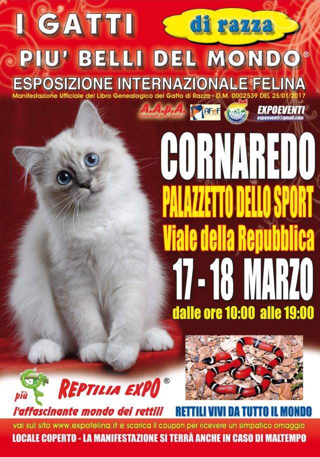 Foto 1 - I GATTI PIU' BELLI DEL MONDO al Palazzetto dello Sport di CORNAREDO (Milano) - Esposizione Internazionale Felina