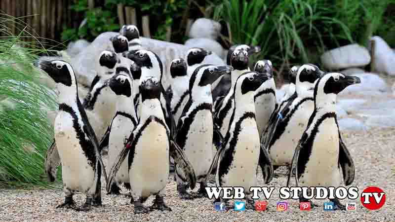 Bioparco di Roma Accoglie i Pinguini del Capo