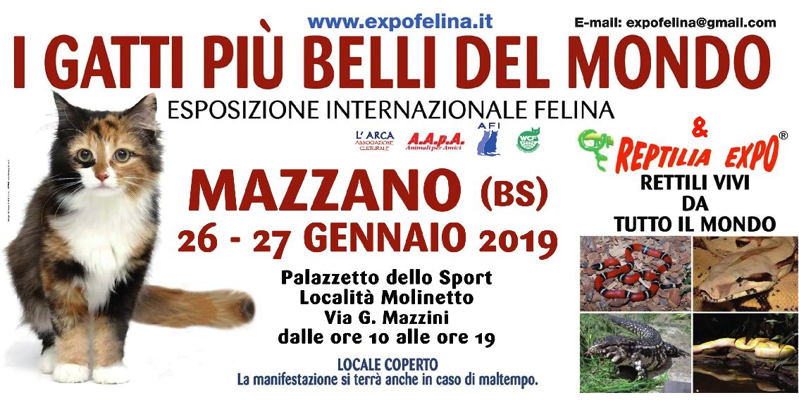Foto 2 - I Gatti Più Belli del Mondo in passerella al Palasport di Mazzano (Brescia)