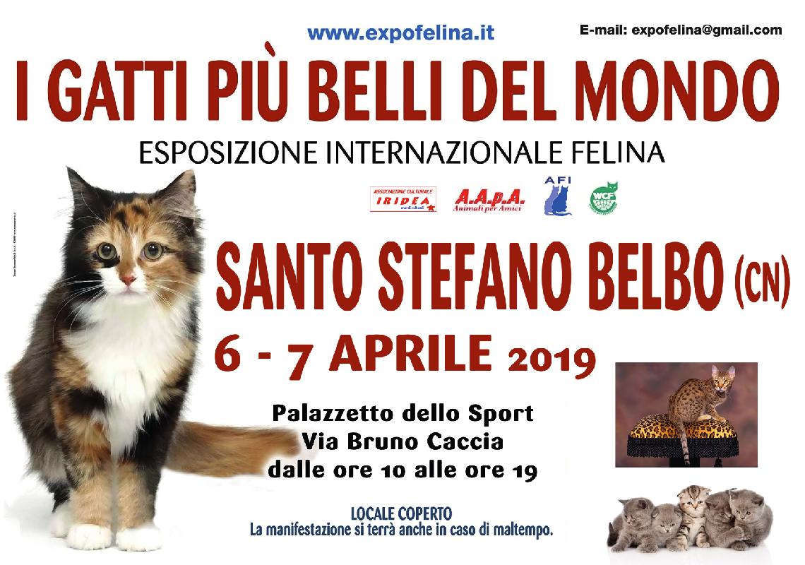 Foto 2 - I Gatti Più Belli del Mondo, per la prima volta, al Palazzetto dello Sport di Santo Stefano Belbo (Cn)