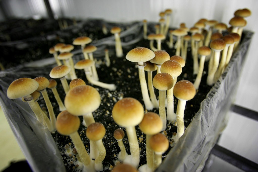 Foto 1 - Denver, in Colorado, legalizza i funghi allucinogeni