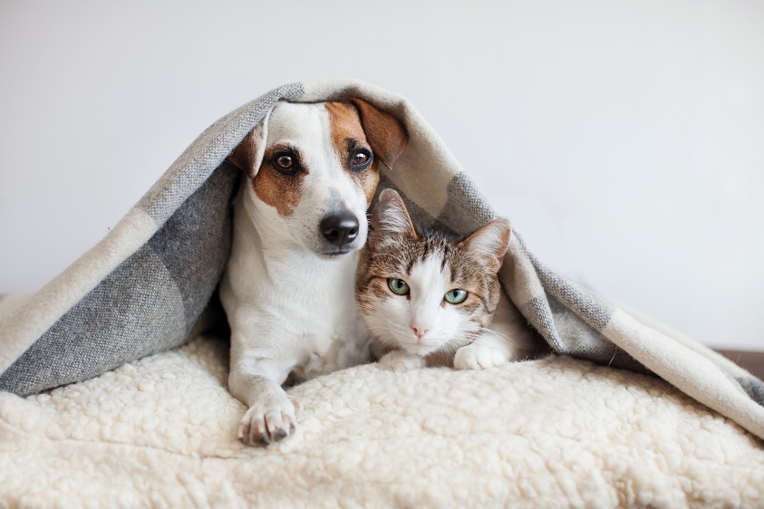 Cani e gatti: 1,7 milioni di italiani hanno assicurato il proprio amico a 4 zampe