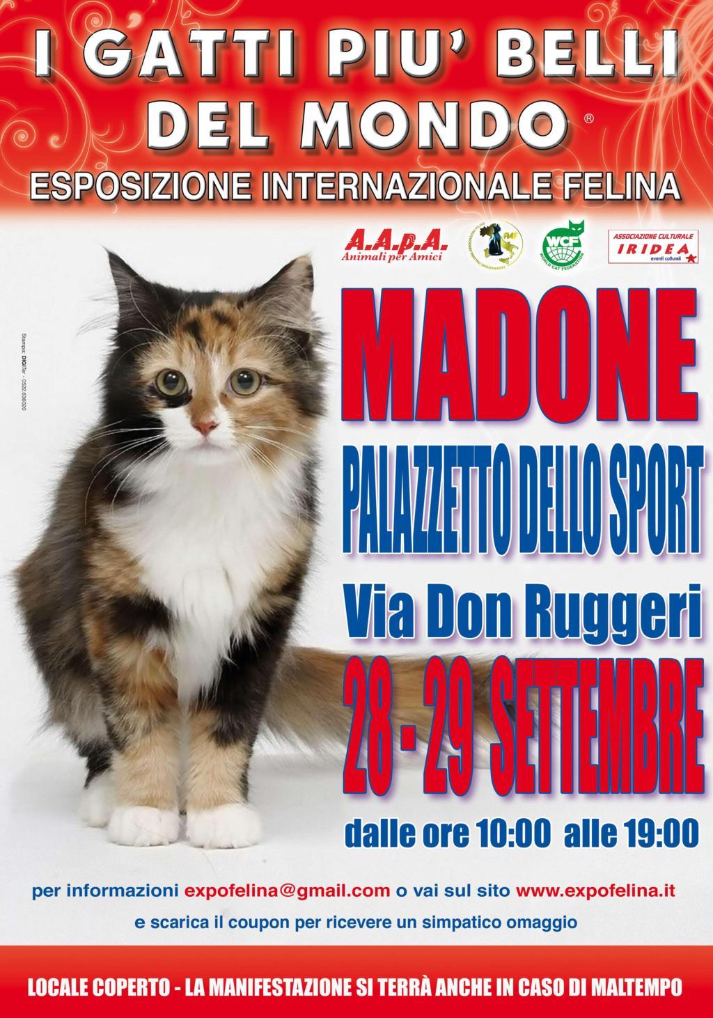 Foto 1 - I Gatti Più Belli del Mondo, per la prima volta, al Palazzetto dello Sport di Madone (Bergamo)