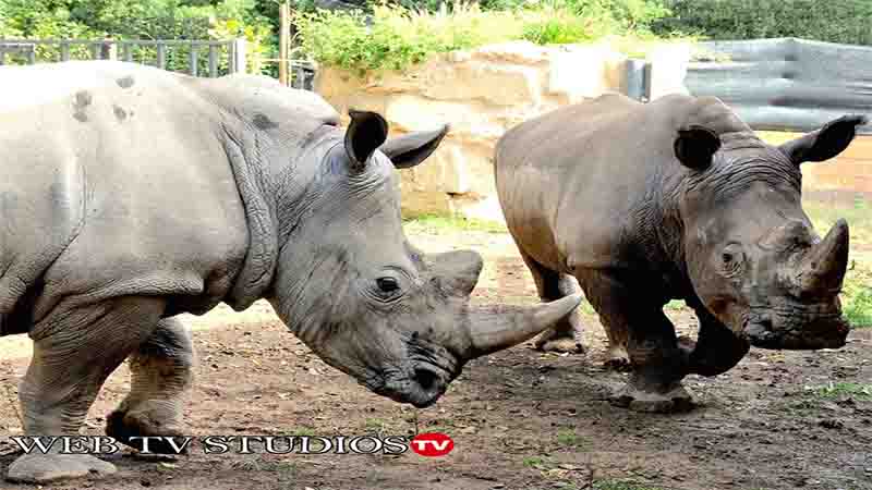 Il Bioparco di Roma Accoglie due Rinoceronti Bianchi Thomas e Kibo