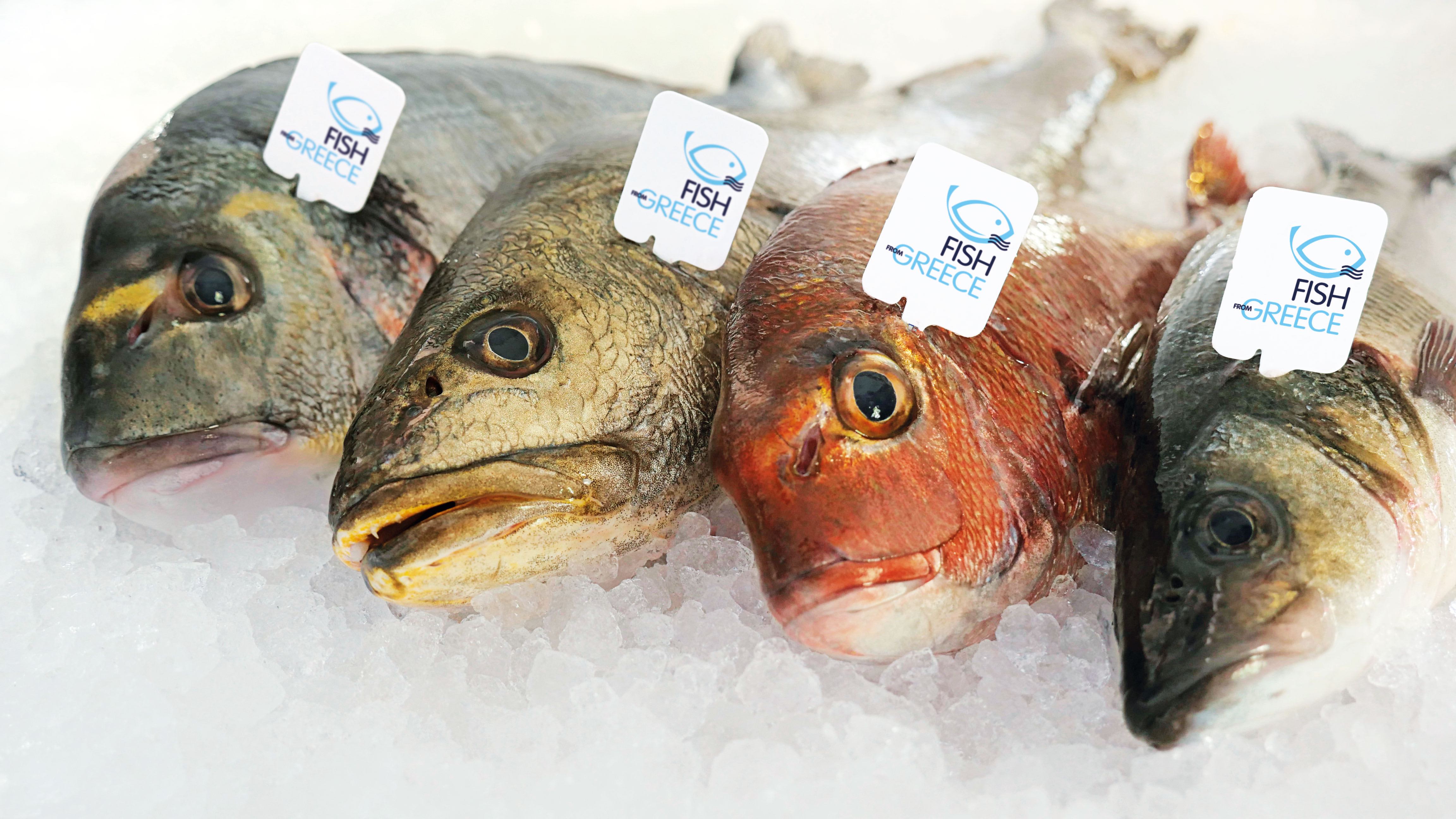 Fish from Greece, il miglior alleato per iniziare l’anno con gusto e leggerezza