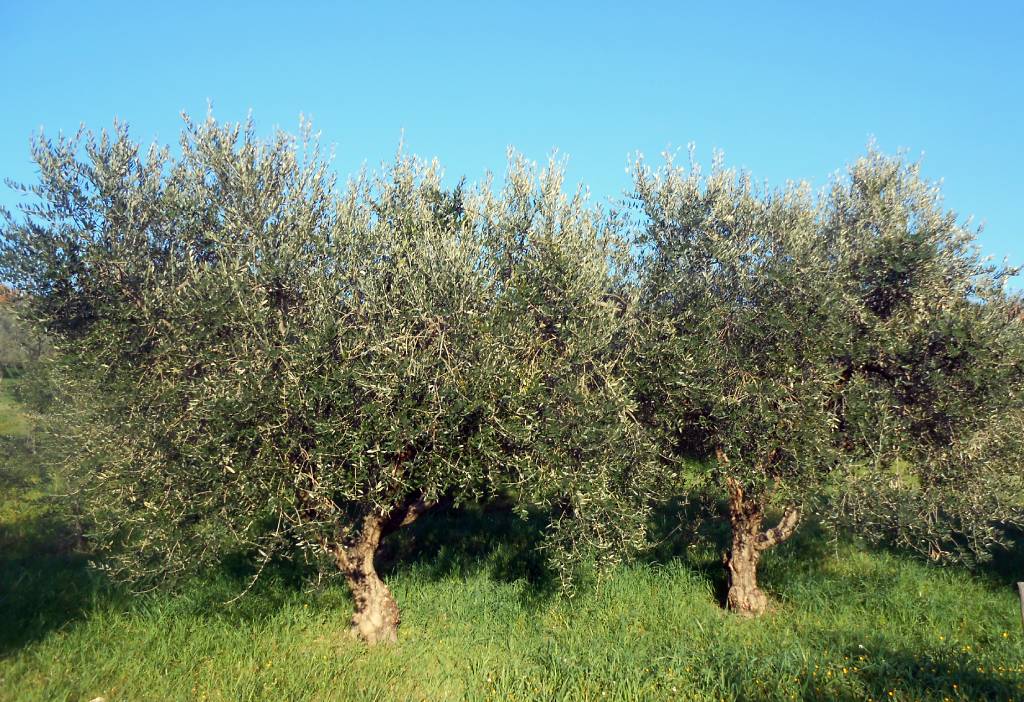 Foto 3 - Frantoio oleario VEROLIOLIVO:  Olio extravergine di oliva 100% NATURALE in Molise