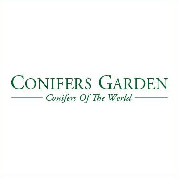 Su Conifersgarden.com, le più belle  conifere da giardino