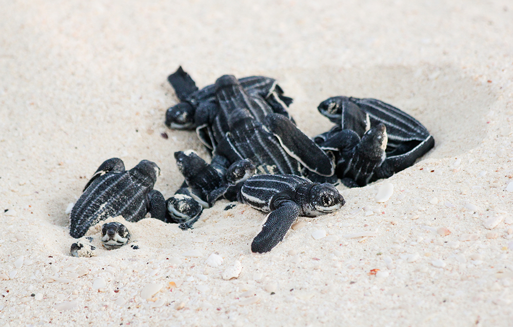 Sea Turtle Countdown Calendar: quando ammirare la nascita delle tartarughe marine ad Aruba, Caraibi