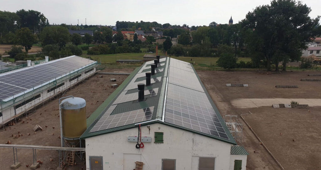 Foto 2 - Energia solare dal pollaio: Sun Contracting allaccia alla rete due impianti da 1,3 MWp
