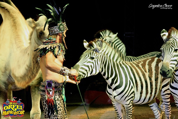 A San Benedetto del Tronto lo strepitoso show del Maya Orfei Circo Madagascar