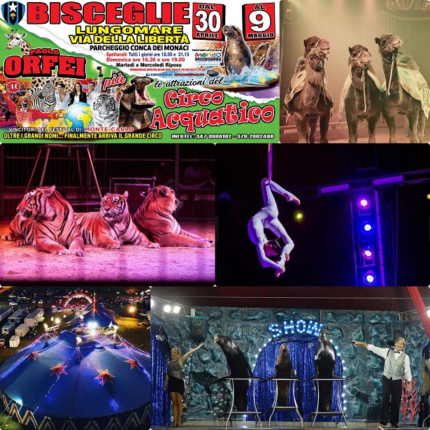 Bisceglie: Lo show da continuo sold out del Circo Paolo Orfei nell’amata Puglia
