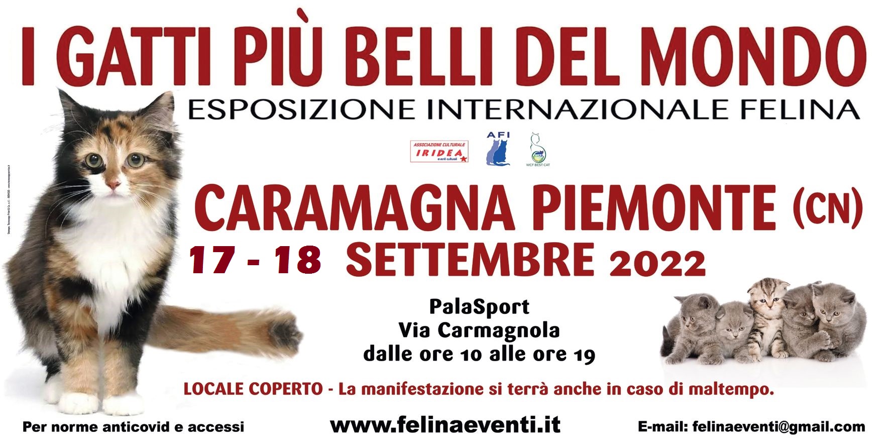 Foto 2 - I GATTI PIU' BELLI DEL MONDO arrivano a CARAMAGNA PIEMONTE (Cuneo)