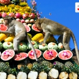 Foto 1 - Festival delle Scimmie di Lopburi, offerte per gli hotel della zona da Agoda.com