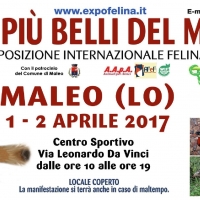 Foto 3 - I Gatti Più Belli del Mondo e i Rettili più Affascinanti in mostra al Palazzetto dello Sport di MALEO (LO) -- 1 e 2  Aprile