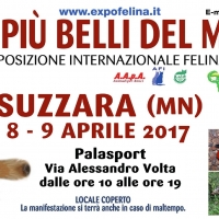 Foto 2 - I Gatti Più Belli del Mondo e i Rettili più Affascinanti in mostra al Palazzetto dello Sport di SUZZARA (MN) -- 8 e 9 Aprile