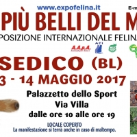 Foto 2 - I GATTI PIU' BELLI DEL MONDO in passerella a SEDICO (Belluno) nell'Esposizione Internazionale Felina