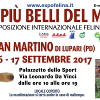 Foto 2 - I Gatti Più Belli del Mondo e i Rettili più Affascinanti in mostra al Palazzetto dello Sport di SAN MARTINO DI LUPARI (Padova)