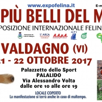 Foto 2 - I GATTI PIU' BELLI DEL MONDO al PalaLido di VALDAGNO - Esposizione Internazionale Felina