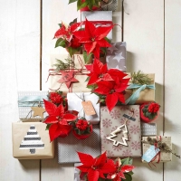 LA STAR DELL’INVERNO Prendersi cura della Stella di Natale (o Poinsettia)