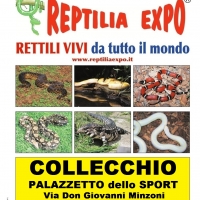 REPTILIA EXPO: l'affascinante mondo dei rettili al Palazzetto dello Sport di Collecchio - Parma