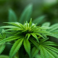 Polemiche sull�introduzione della Cannabis ad uso medico