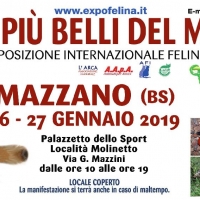 Foto 2 - I Gatti Più Belli del Mondo in passerella al Palasport di Mazzano (Brescia)