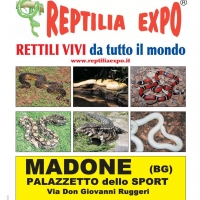 Foto 3 - I Gatti Più Belli del Mondo, per la prima volta, al Palazzetto dello Sport di Madone (Bergamo)