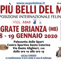 Foto 2 - I Gatti Più Belli del Mondo al Centro Sportivo di AGRATE BRIANZA