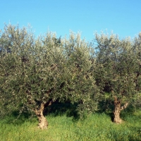 Foto 3 - Frantoio oleario VEROLIOLIVO:  Olio extravergine di oliva 100% NATURALE in Molise