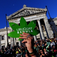 Uruguay: un caso scuola per la legalizzazione della marijuana