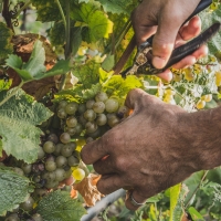 Vendemmia lunga e per single vineyards, Monte Zovo punta sulla valorizzazione dei terroir