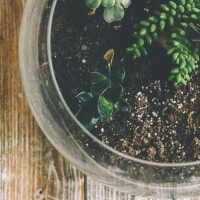 Terrarium piante, che cos'è e come funziona ?