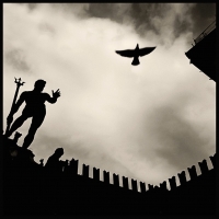 Le colombe nelle foto - appuntamento con Augusto De Luca