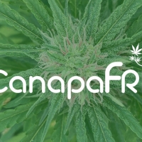 Canapafri.com: per scoprire i benefici effetti della canapa legale
