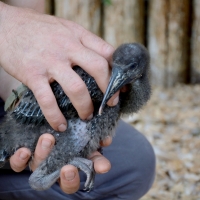 Al Parco Cornelle volano alte le emozioni: nuovi cuccioli di Ibis Eremita e Pinguino di Humboldt