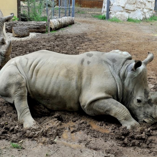Al Bioparco dal 29 settembre al I ottobre attivit� 'EsploraNatura', domenica 2 �giornata dei rinoceronti�