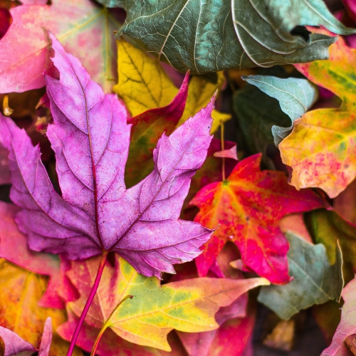 Arriva l’autunno: 5 consigli per viverlo al meglio